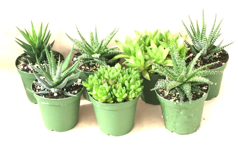 3" Haworthia assortment